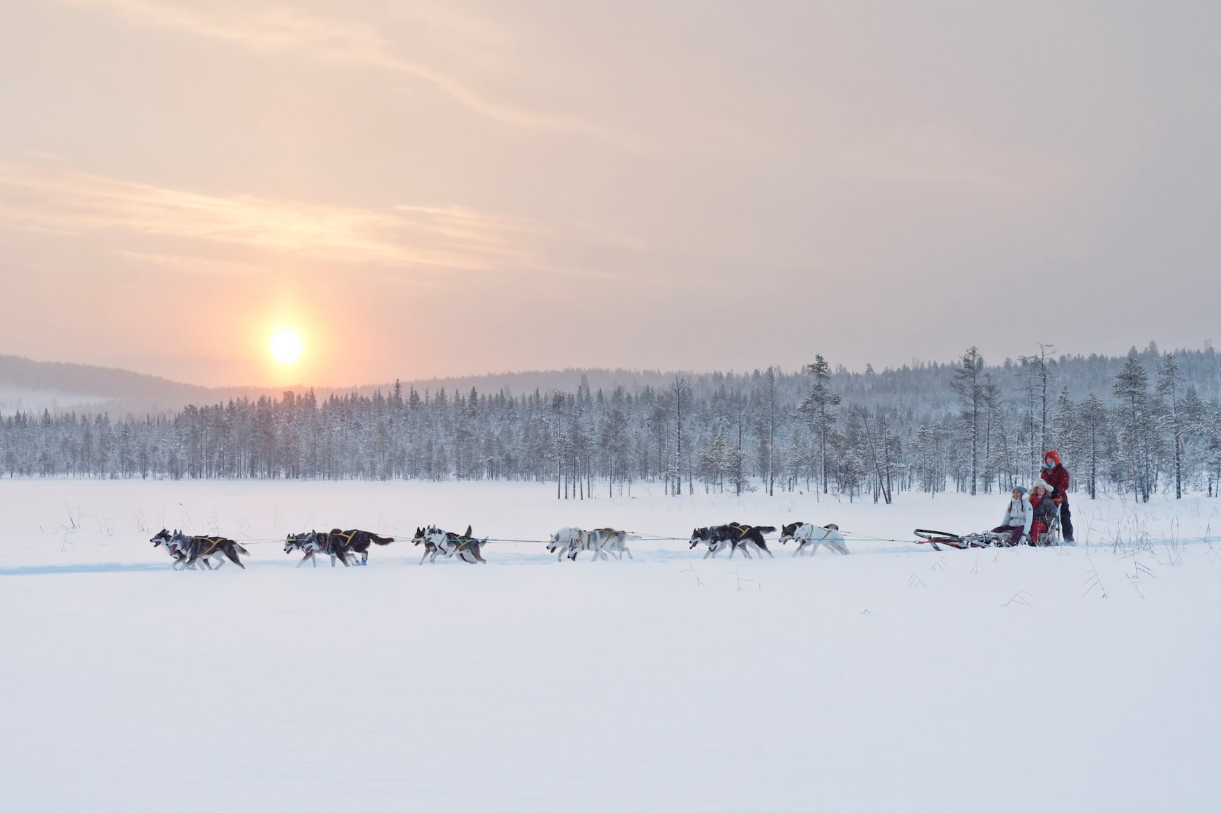 Huskys rennen durch die Natur in Schweden