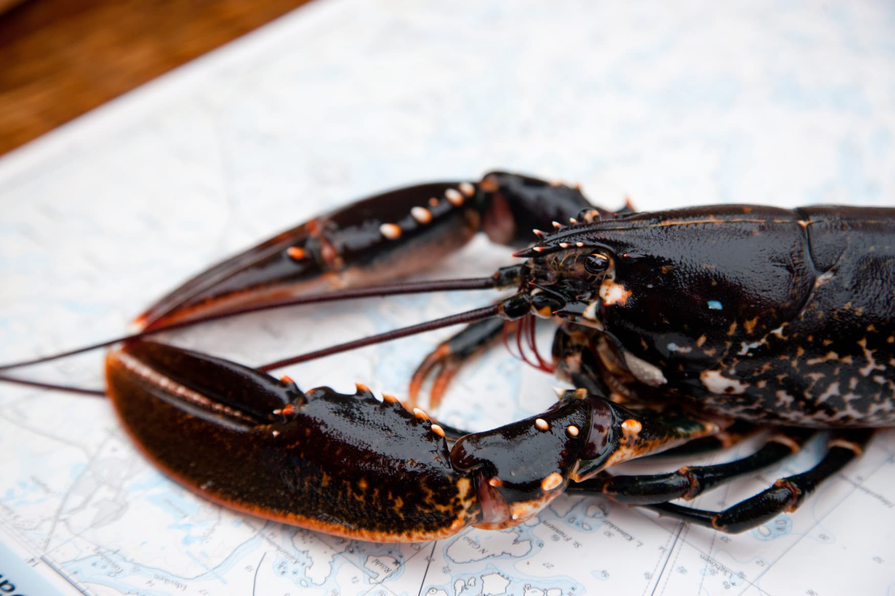 Dunkler Lobster liegt auf einer Landkarte