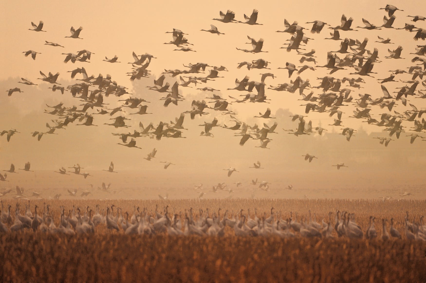 Kranichschwärme wie diese, lassen sich mit tausenden Vögeln auf Fischland-Darß-Zingst nieder und können in den Morgen- und Abendstunden an vielen Tierbeobachtungsstellen gesichtet werden. | TMV/ Growe-Lodzig