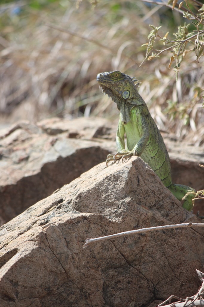 Auf der kleinen vorgelagerten Insel Pinel vor St. Martin leben Iguanas.
