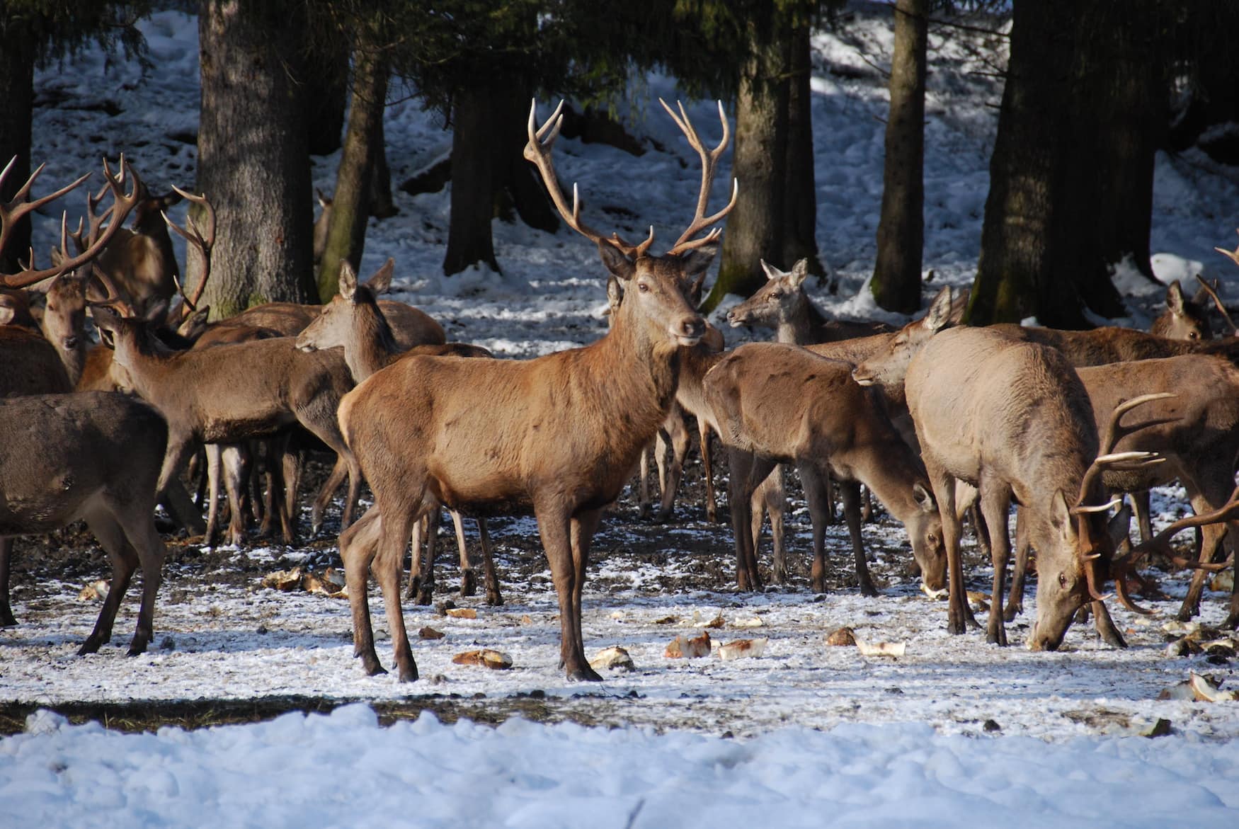 Im Wald bei Schloss Neuschwanstein am Bannwaldsee bei Füssen können Winterwanderer eine wilde Hirschpopulation entdecken.