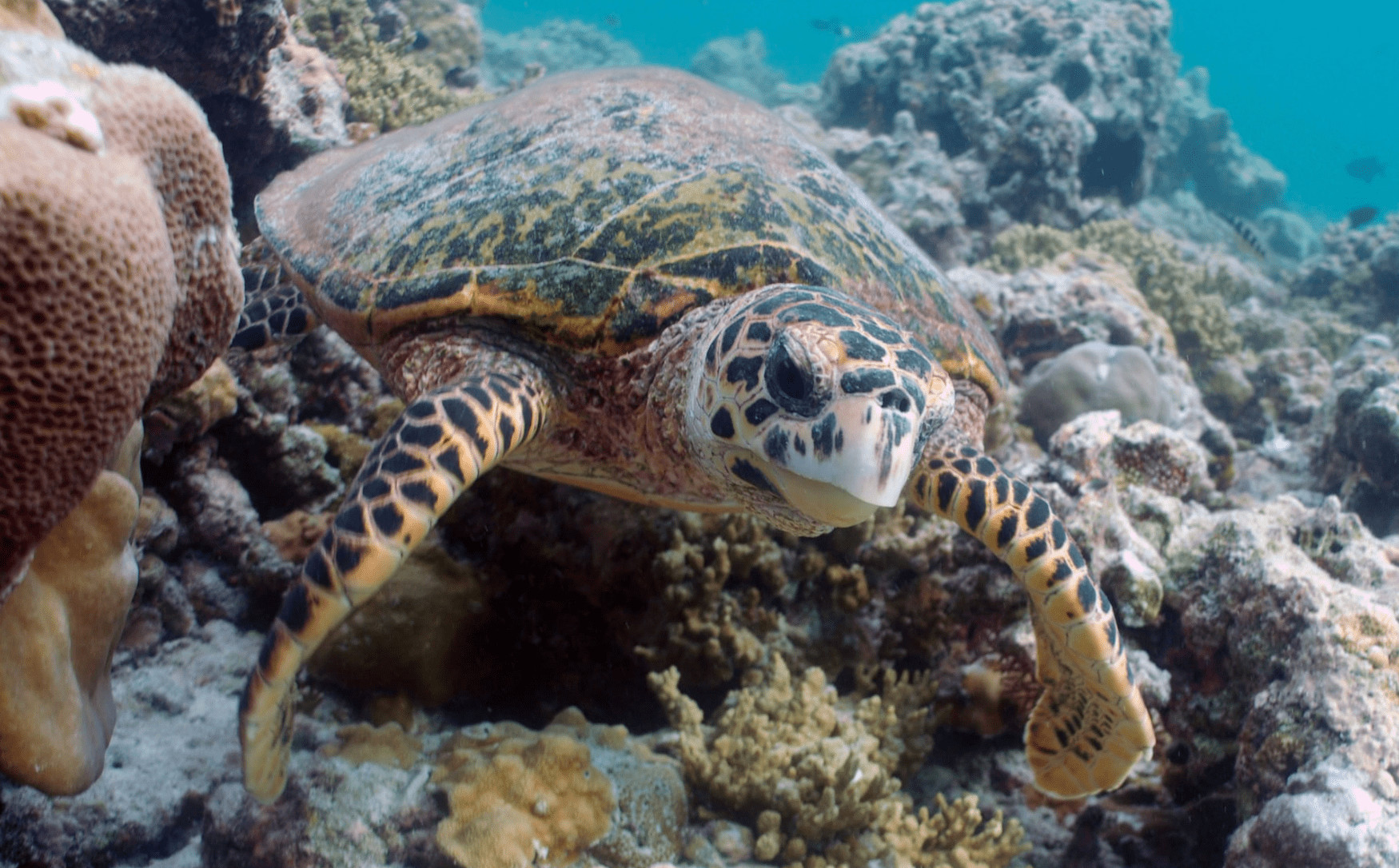 Tiere in Katar: Die Karettschildkröte in der Nahaufnahme
