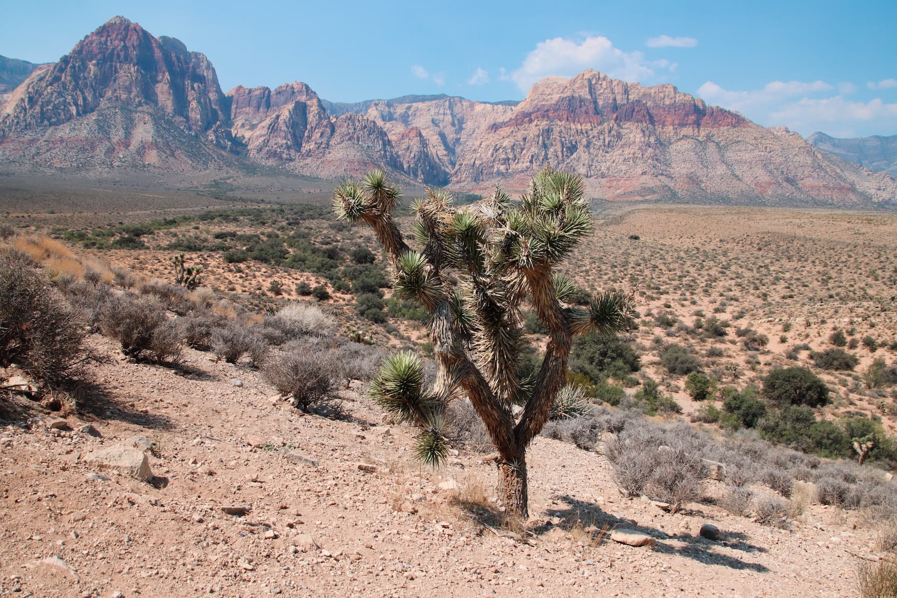 Joshua Tree in trockener Landschaft in den USA