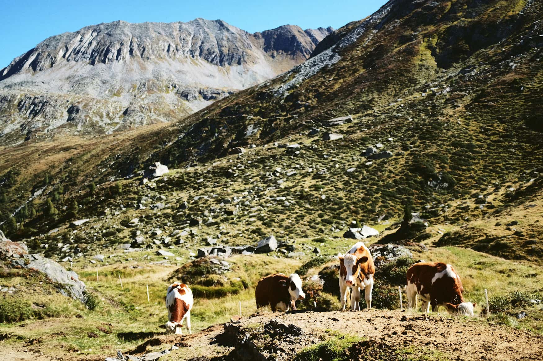 Kühe stehen am Wegesrand in den Alpen