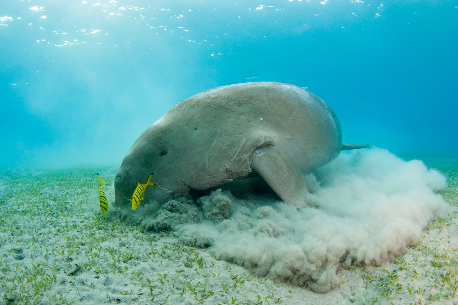Seekuh in Katar frisst Seegras auf Meeresboden