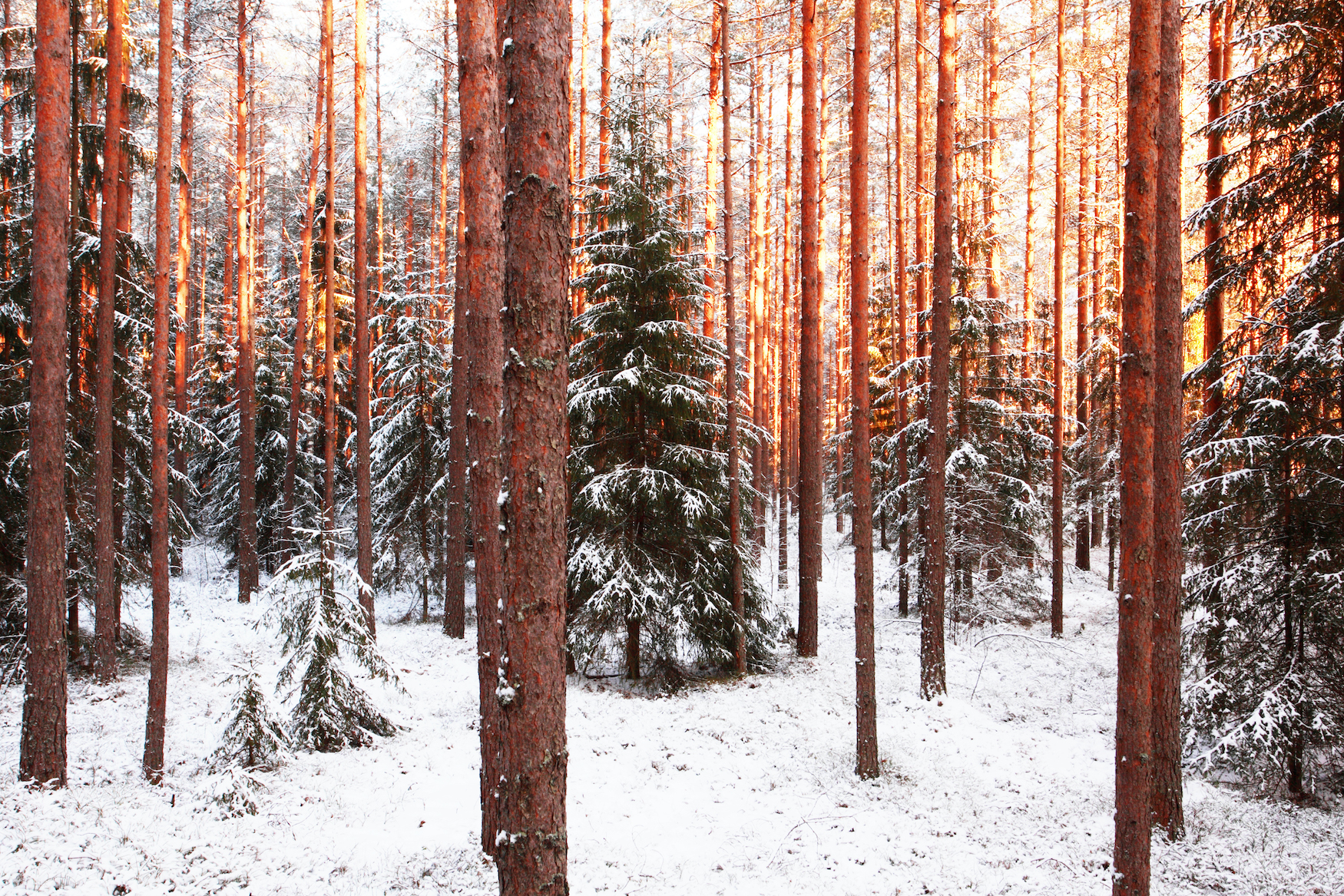 Wald im Winter in Estland