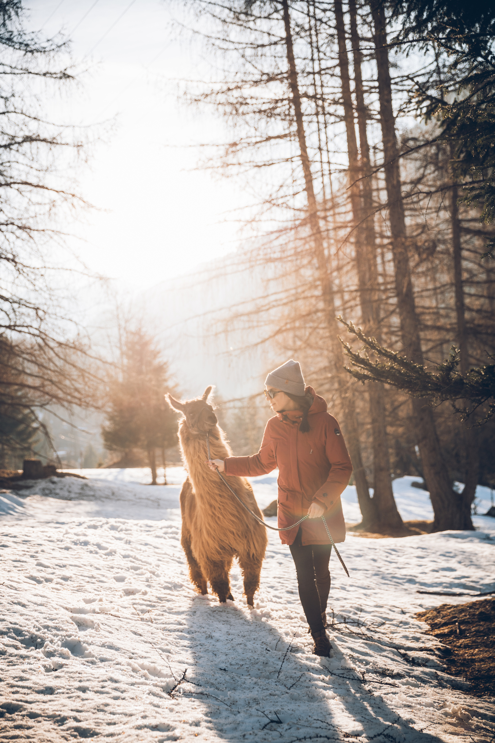 Frau wandert mit Lama durch Schneelandschaft