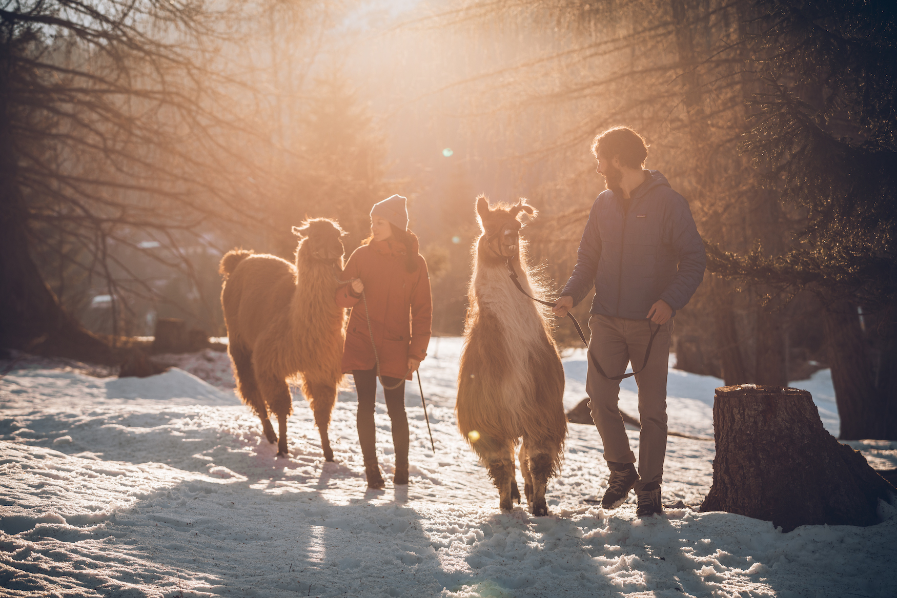 Pärchen wandert mit Lamas durch Winterlandschaft in Tirol