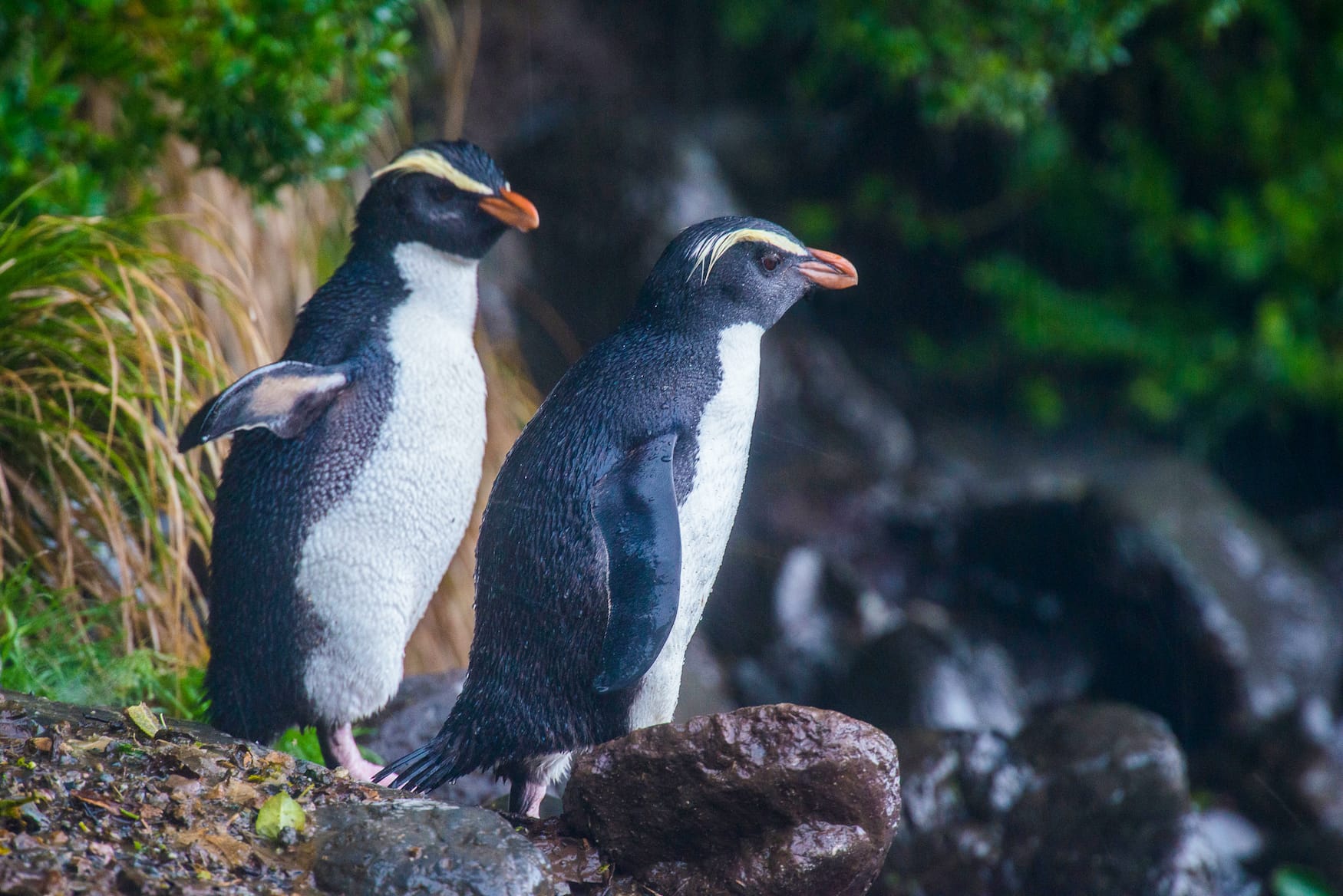Fjordland Pinguine