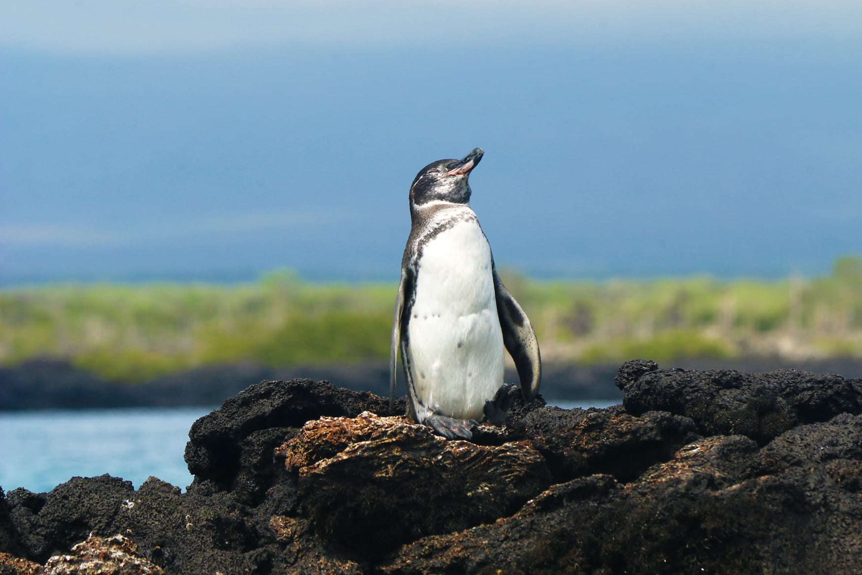 Galapagos-Pinguin auf Lava