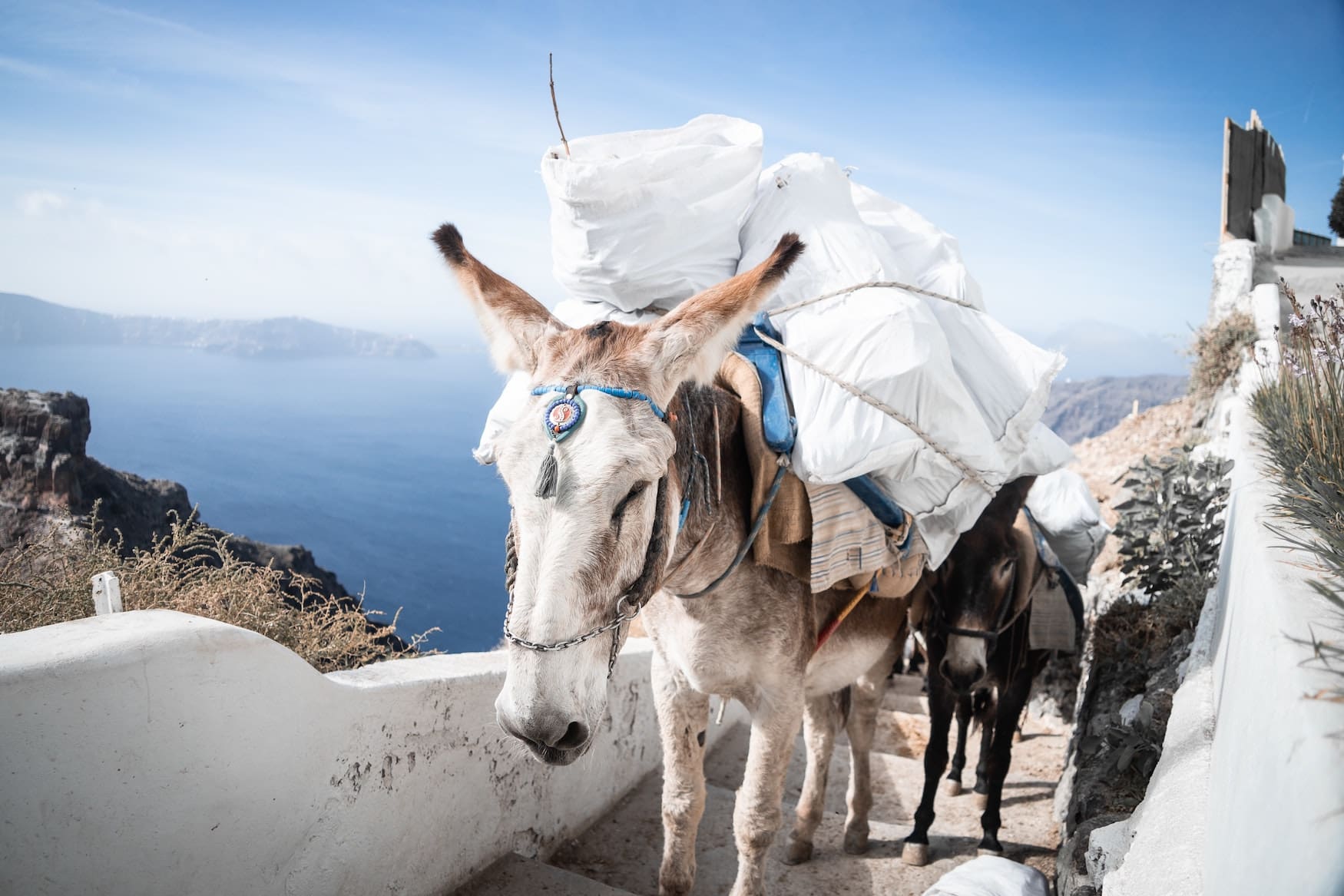 Esel schleppt Souvenirs über griechische Insel