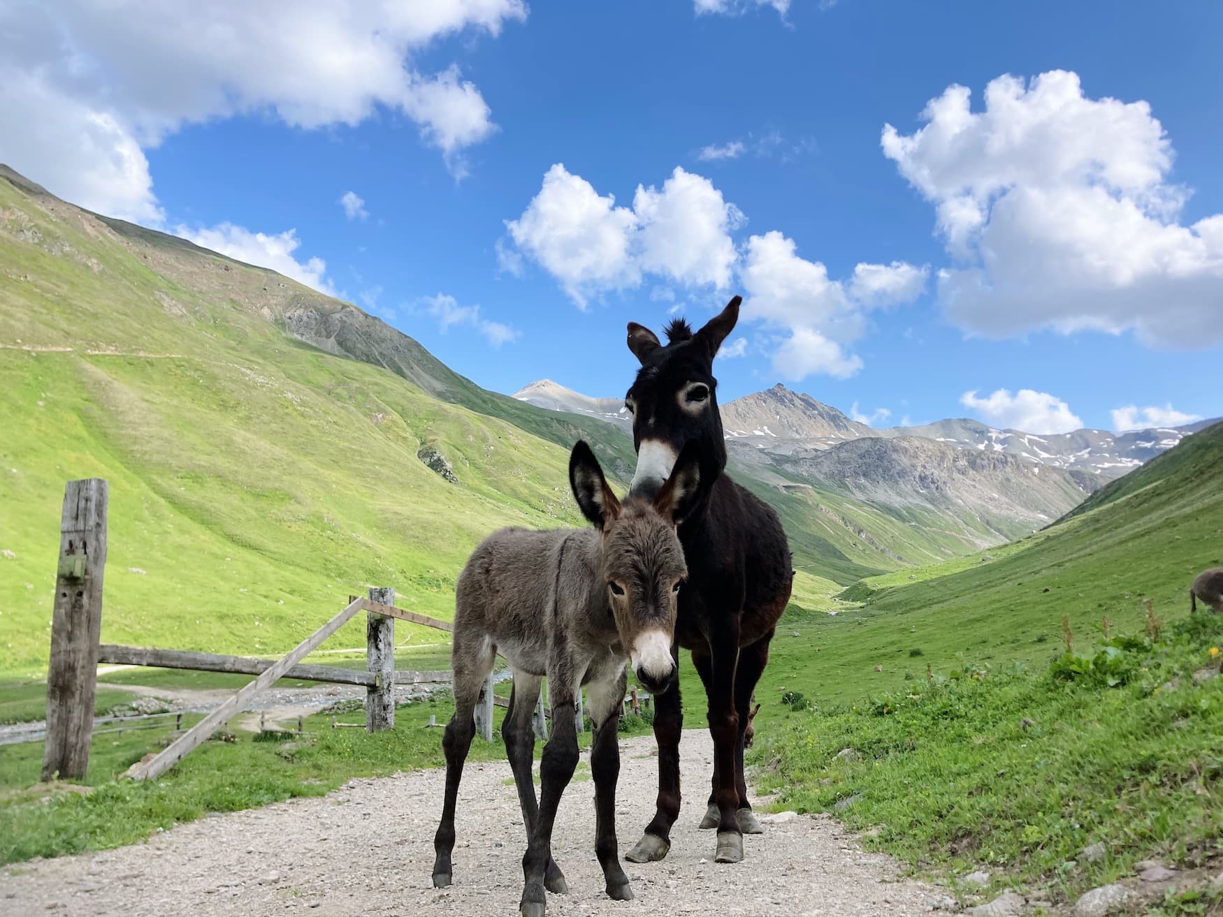Esel stehen auf einem Trail in den Alpen