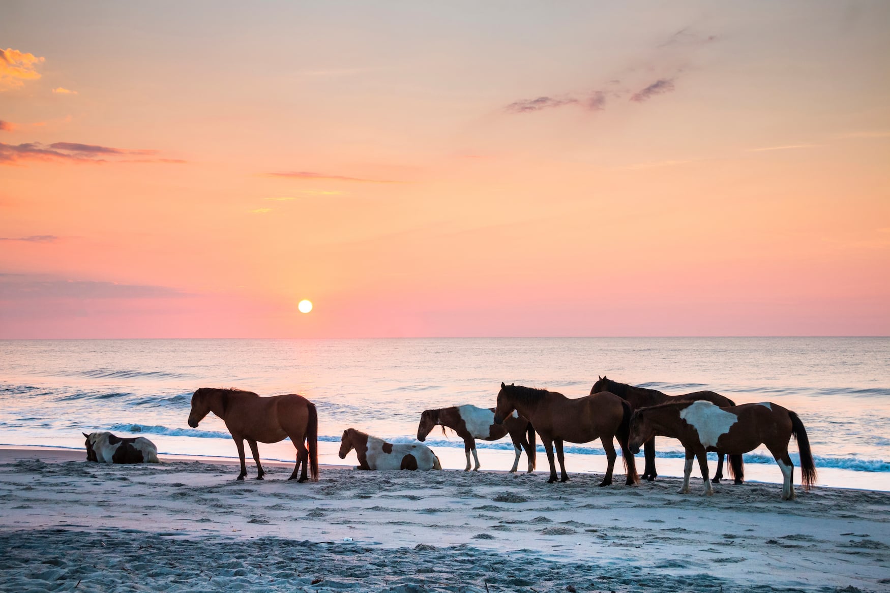 Sonnenuntergang am Strand von Assateague Island in den USA, auf dem Pferde grasen