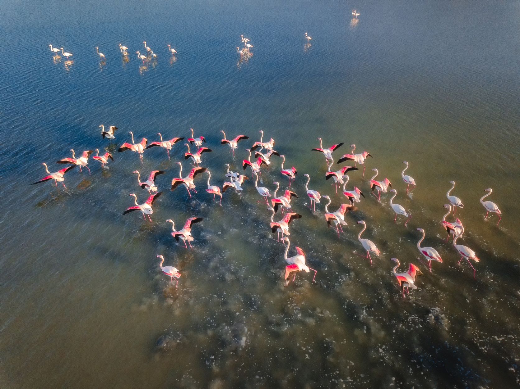 Flamingos im Salzsee Alikes auf Kos 