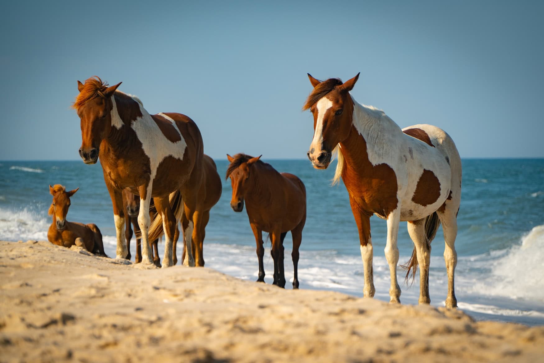 Wildpferde am Strand von Assateague Island.