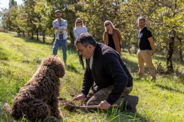 Hund bei der Suche nach Trüffel