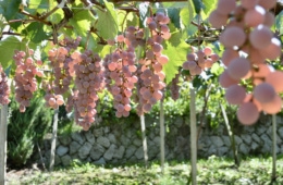 Fruchtige Weintrauben hängen draußen.