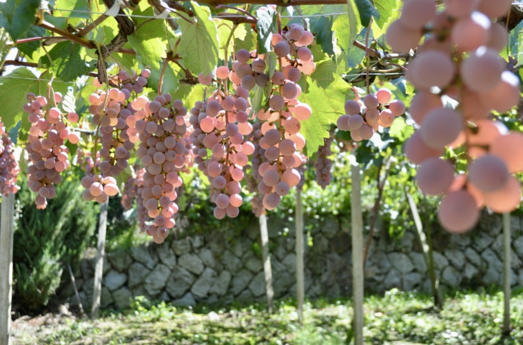 Fruchtige Weintrauben hängen draußen.