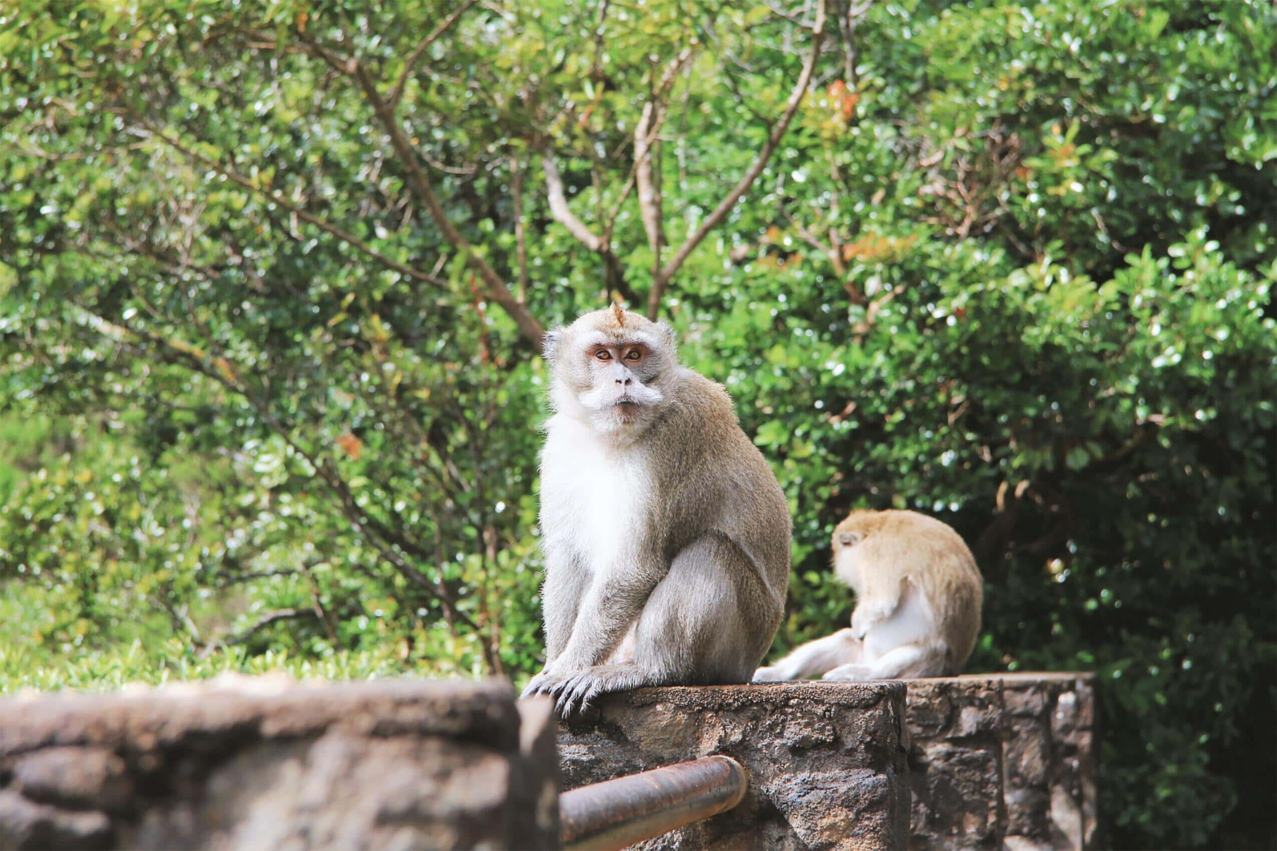 Zwei Affen sitzen draußen auf zwei Pfeilern auf Mauritius.