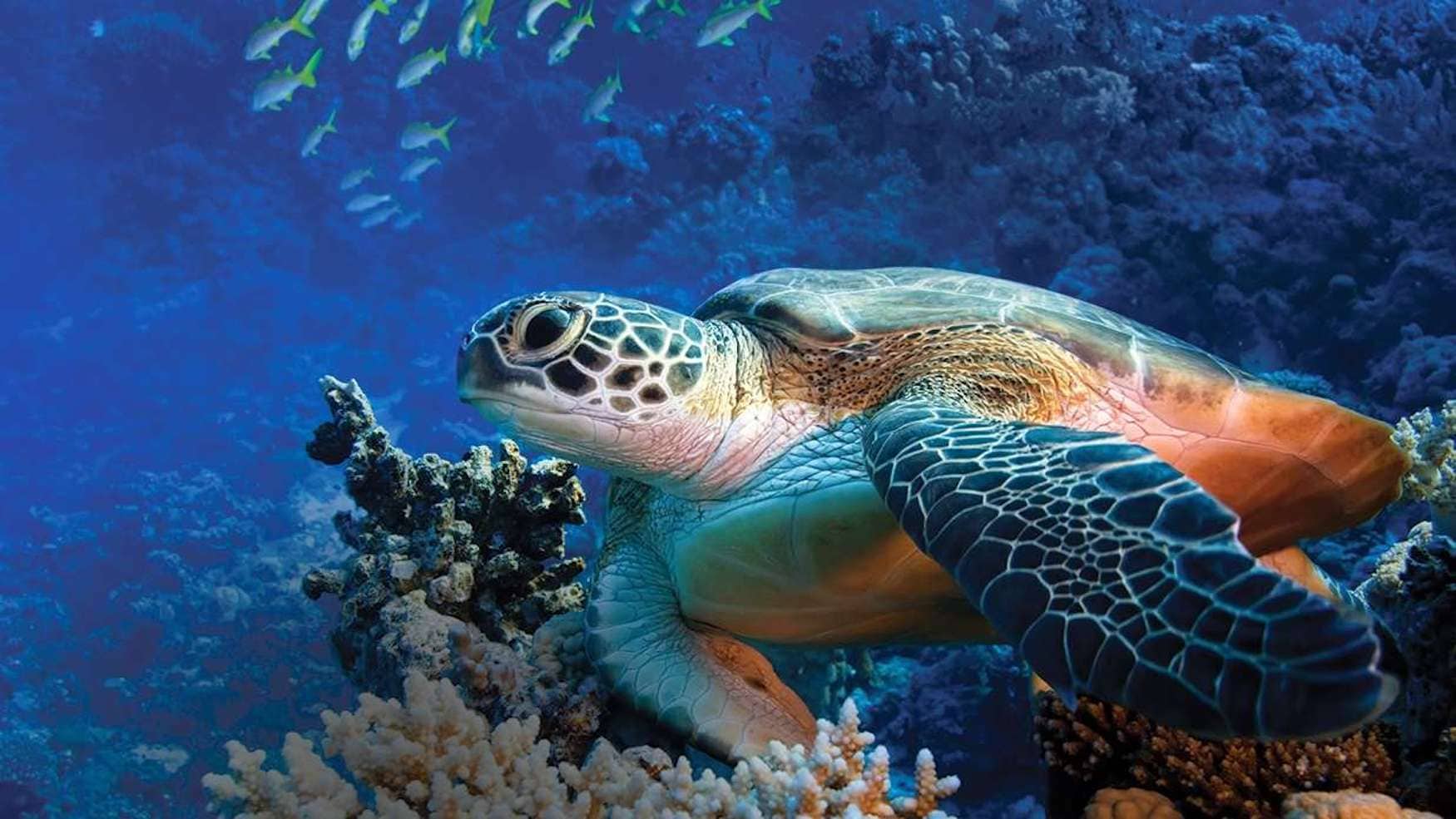 Schildkröte im Oman
