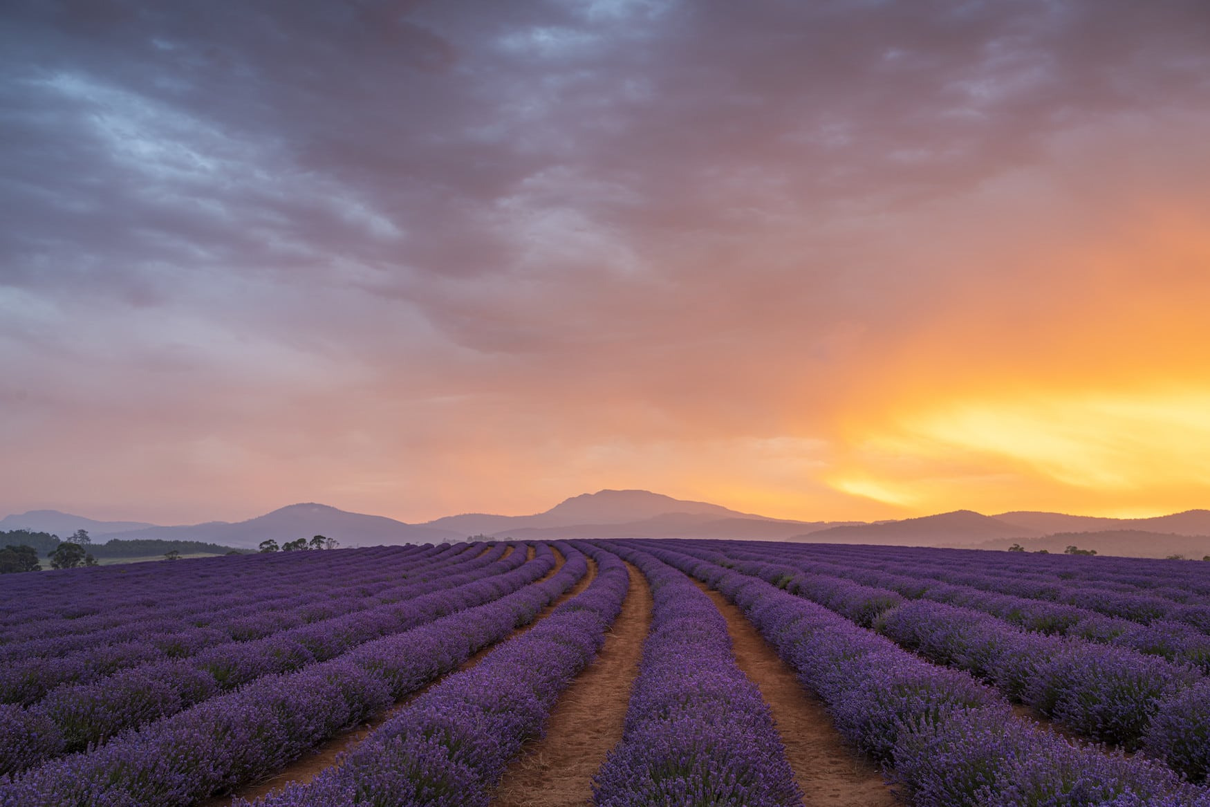 Bridestowe Lavender Estate, Lavender Fields Must Visit When Traveling To Tasmania