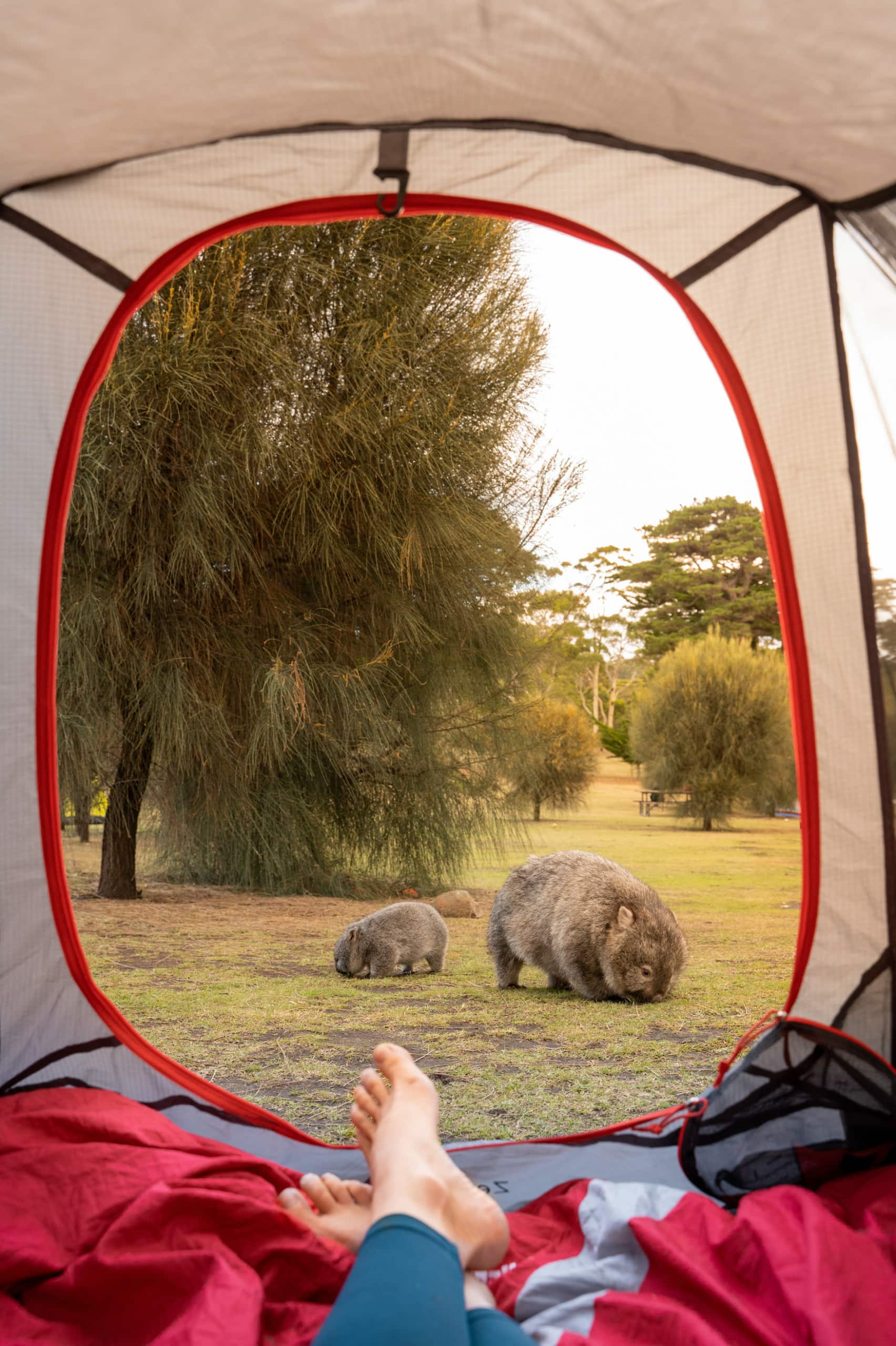 Wombats vor einem Campingzelt in Darlington
