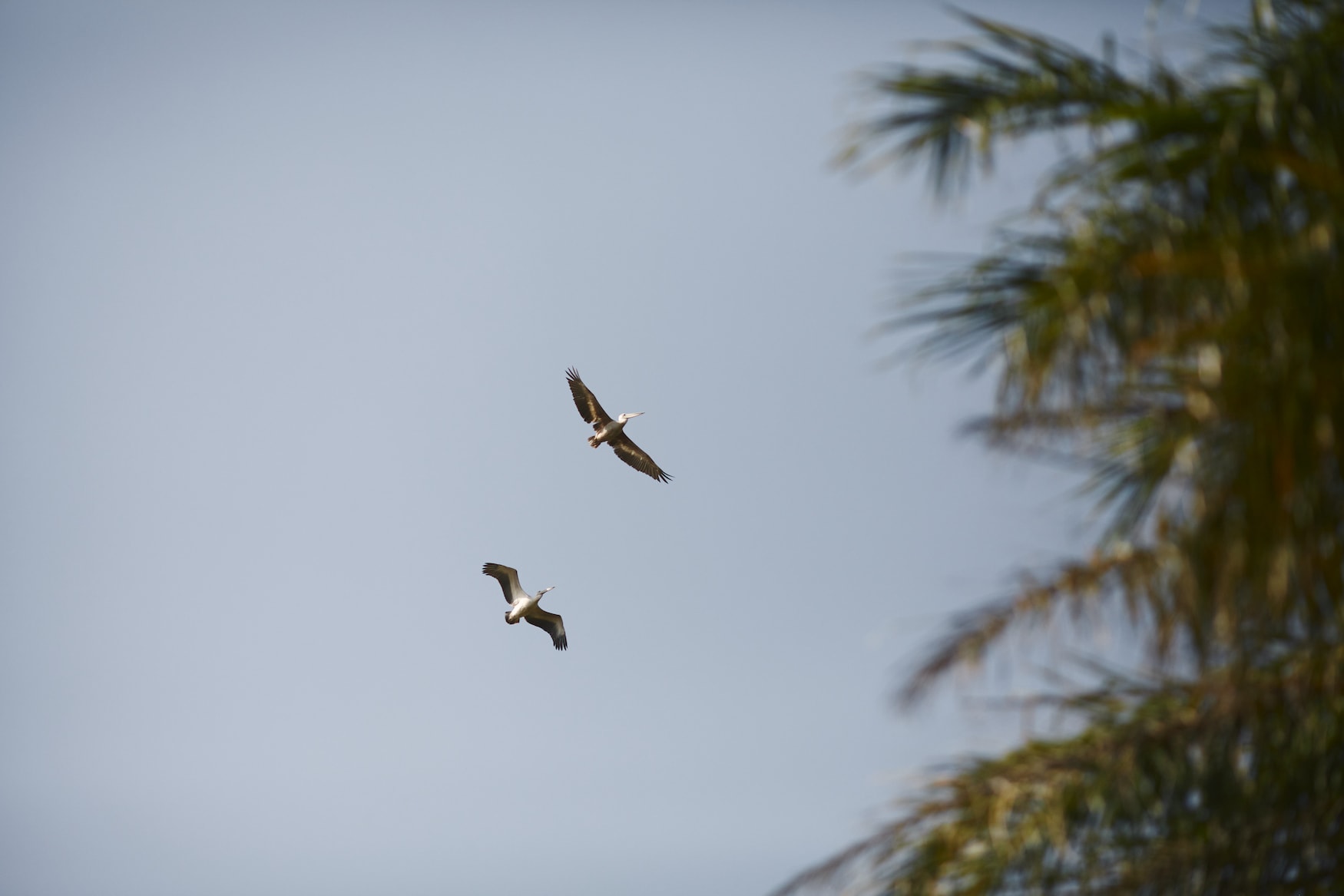 Vögel im Bissagos-Inseln-Archipel in Guinea-Bissau