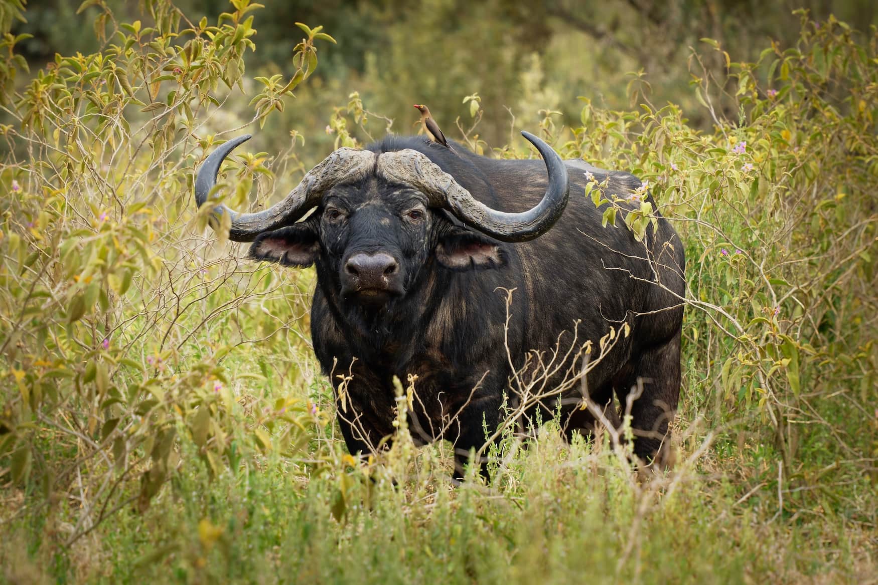 Kaffernbüffel in afrikanischer Landschaft
