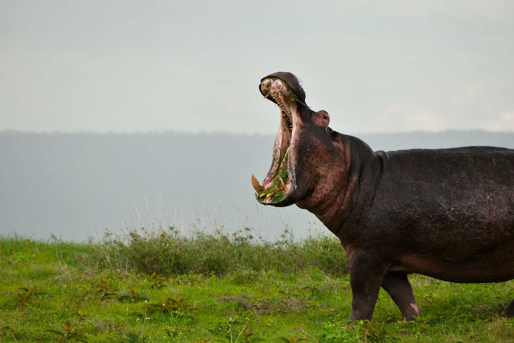 Nilpferd mit seinen großen Eckzähnen