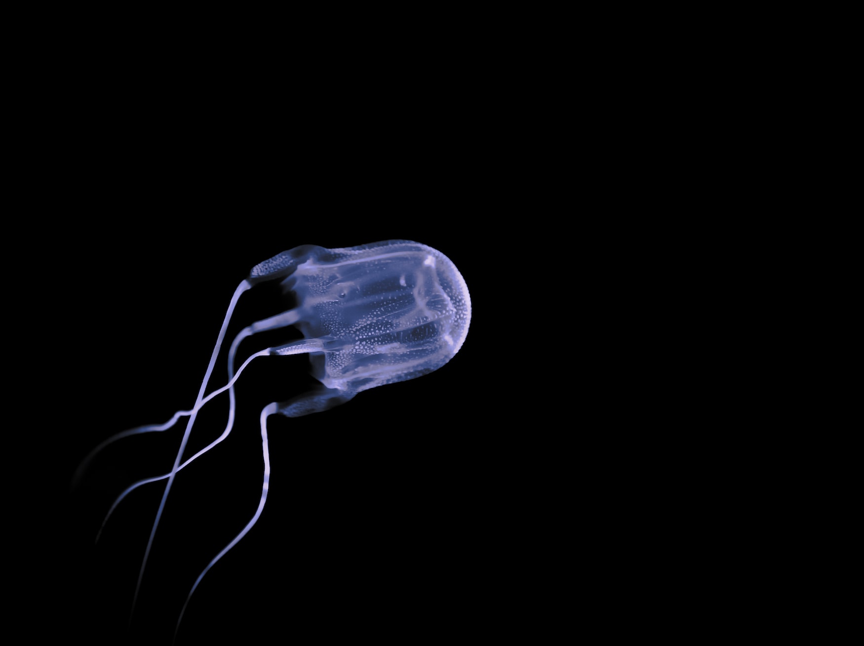 Würfelqualle schwimmt in Ozean, eines der gefährlichsten Tiere der Welt