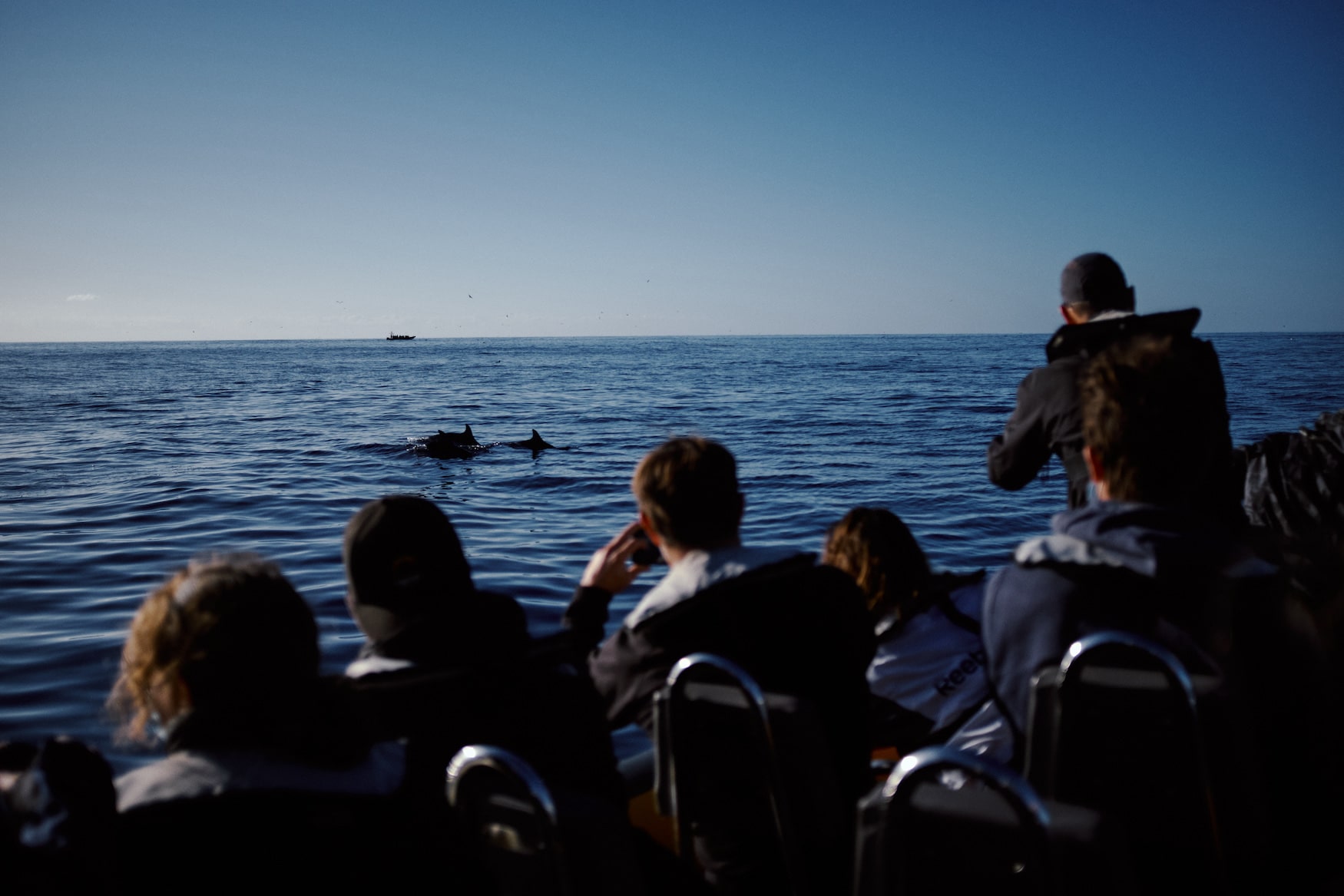 Delfin-Watching uf den Azoren