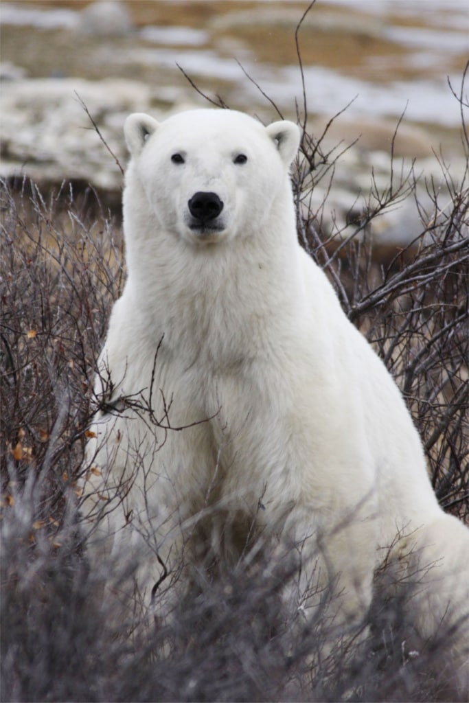 Eisbär in Churchill, Manitoba