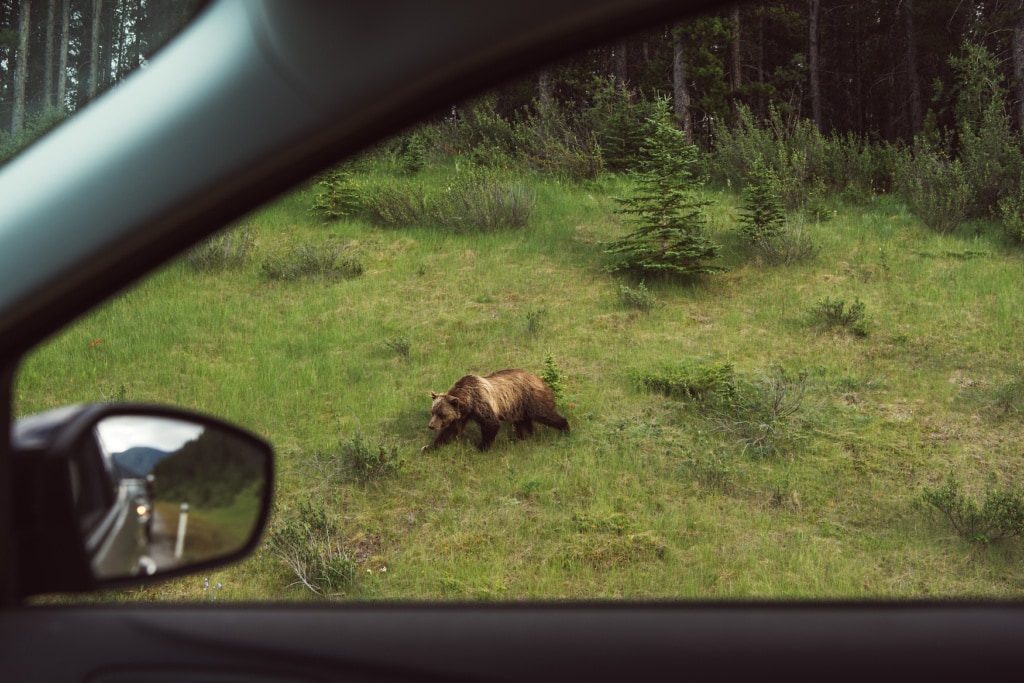 Grizzlybär beobachtet aus einem Autofenster