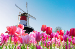 Tulpen und Windmühle