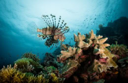 Ein Feuerfisch, schwarz-weiß gestreift und mit langen Finnen auf dem Rücken, schwimmt über einem bunten Riff im Meer. Das Foto ist von unten nach oben aufgenommem, im Hintergrund über dem Fisch ist die Wasseroberfläche erkennbar.