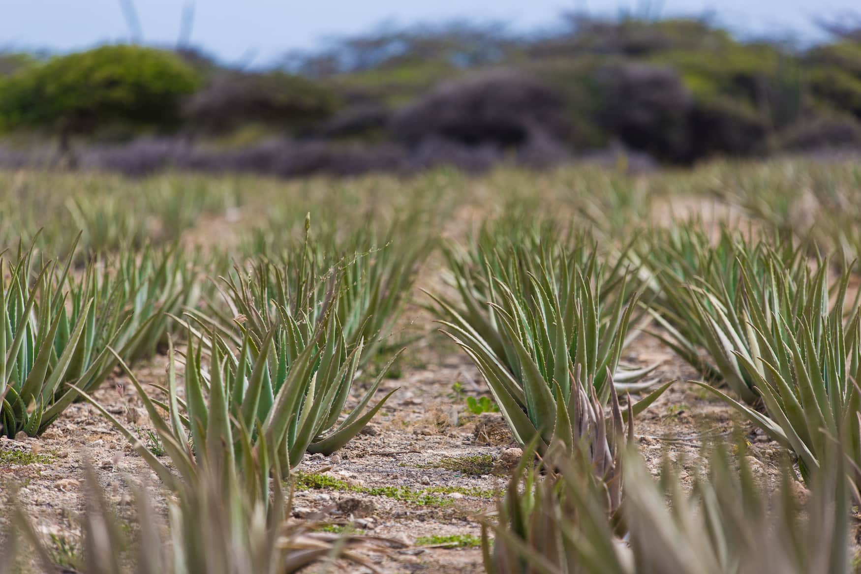 Aloe Vera Plantage auf Aruba