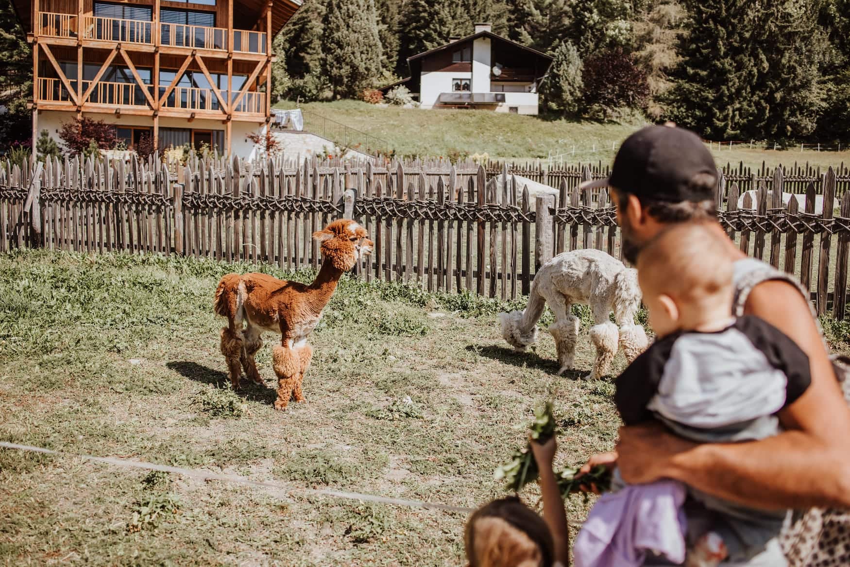 Vater und Kind begegnen Lamas in einem Familienhotel in Südtirol