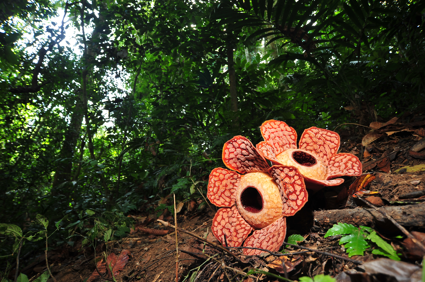 Rafflesia, eine der größten Pflanzen der Welt, im Urwald von Borneo