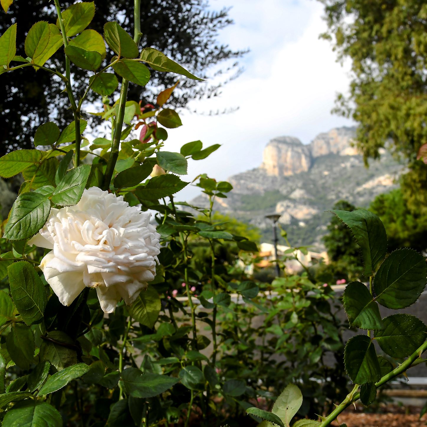 Impression aus dem Rosengarten in Monaco 