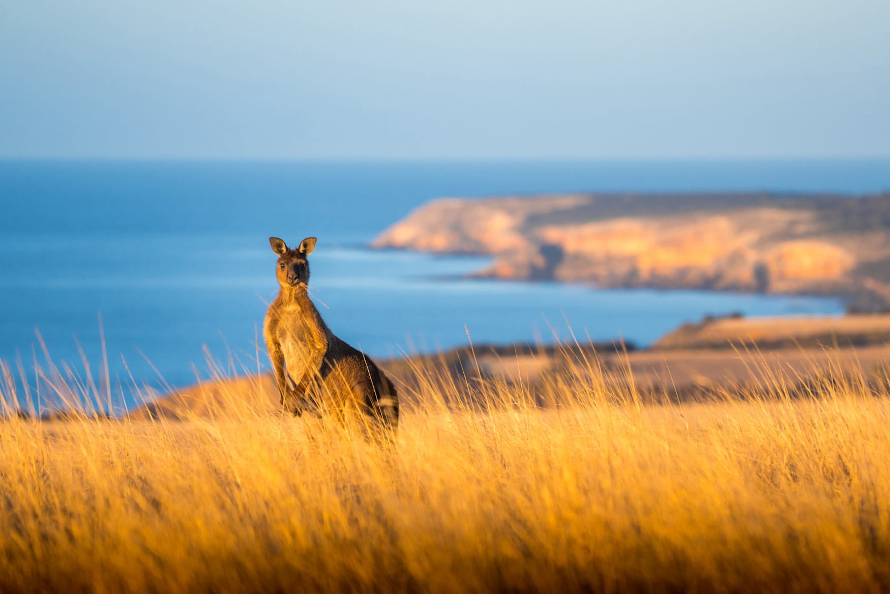 Känguru auf Kangaroo Island in Südaustralien