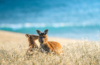 Kängurus auf Kangaroo Island