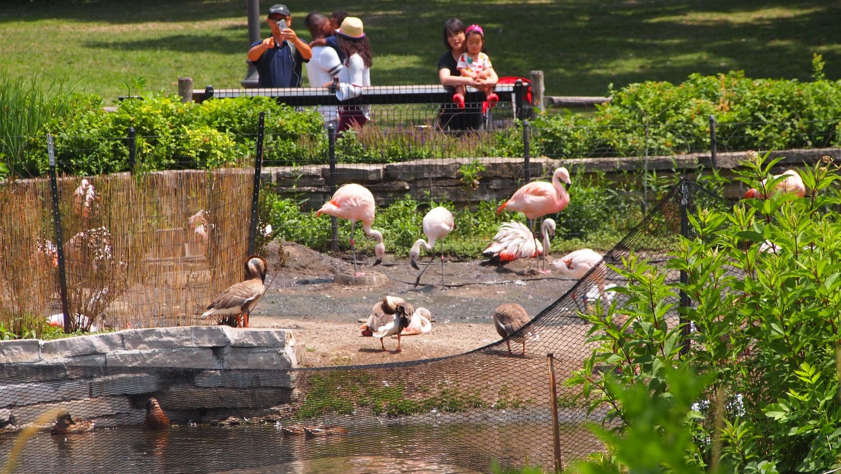 Besucher im Lincoln Park Zoo in Chicago 
