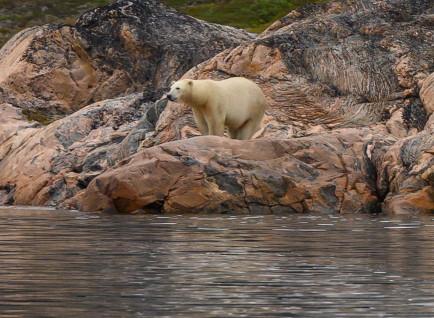 Eisbär steht auf einem Felsen in der Arktis