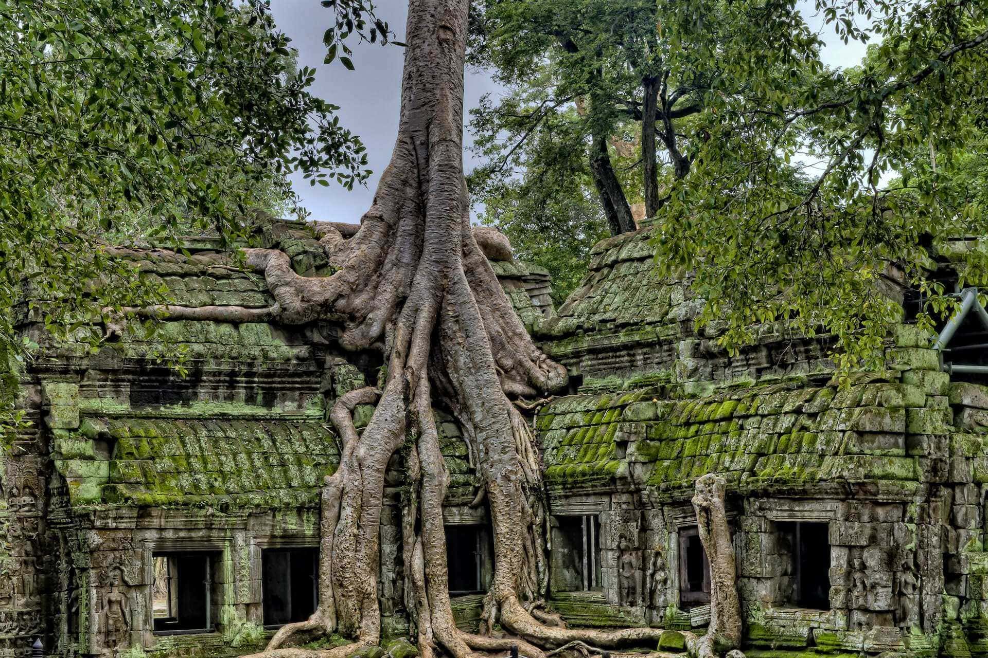 Riesige Baumwurzeln in Angkor Wat