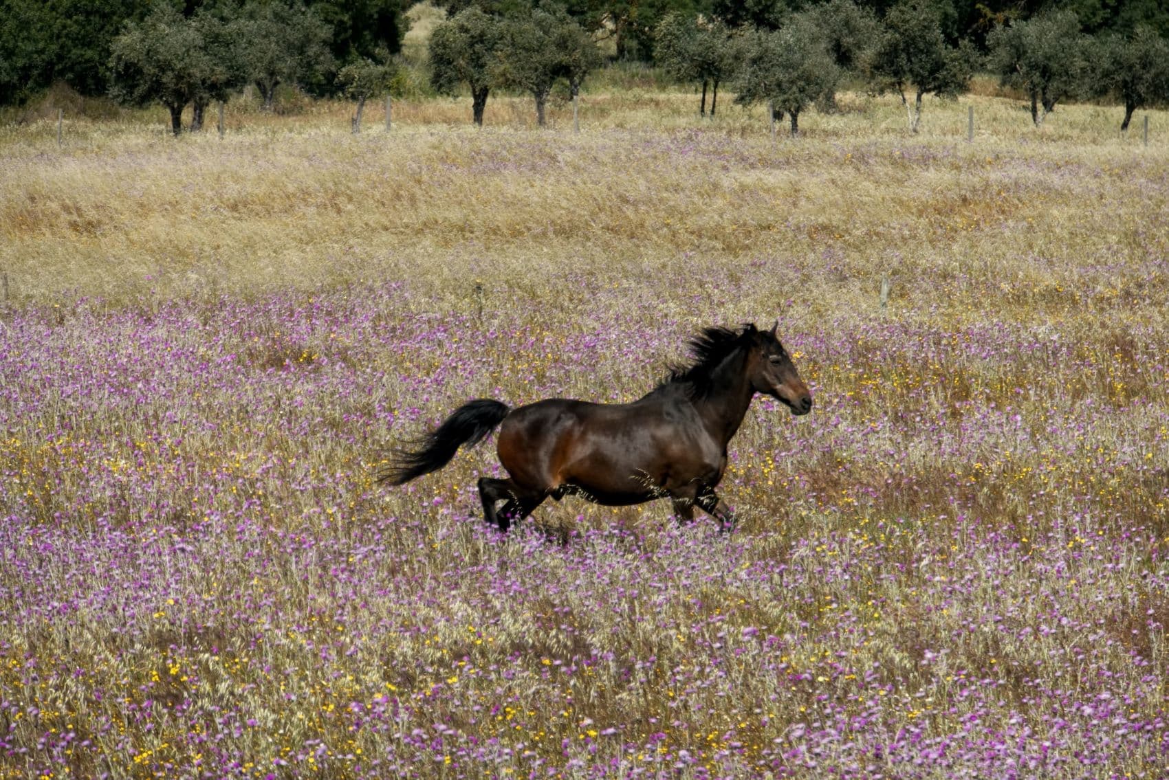 Pferd trabt über Wiese im Alentejo, Portugal 