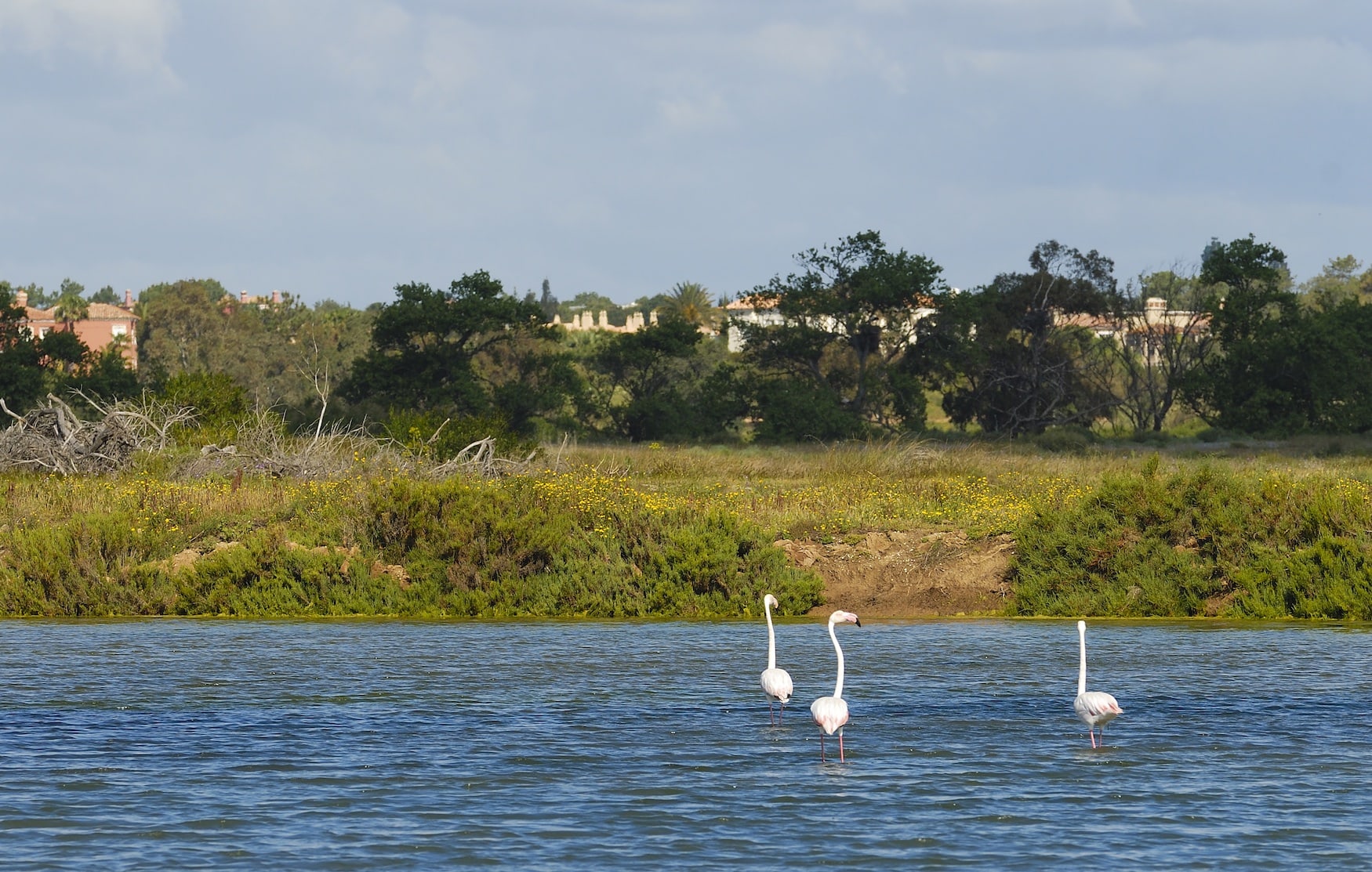 Flamingos vor der Ria Formosa, paradiesische Insel in der portugiesischen Algarve