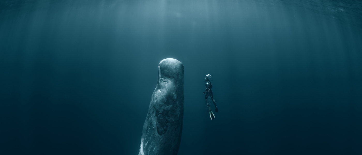 Apnoetauchen mit einem Wal