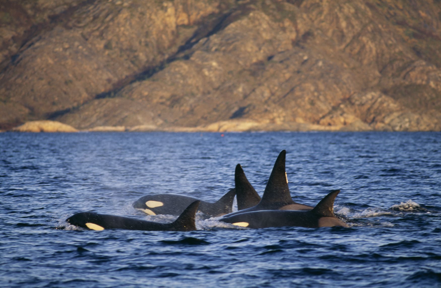 Orca-Wale in Norwegen