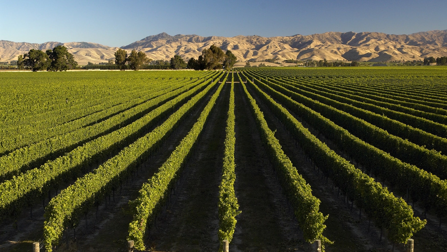 Weinanbau in Neuseeland