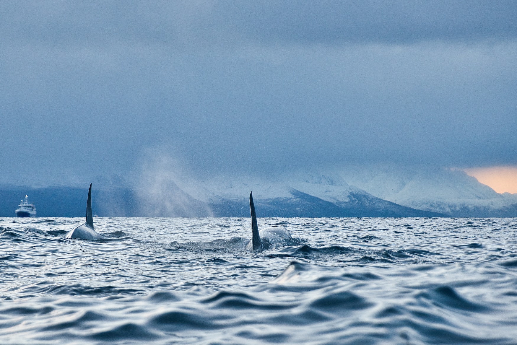 Orcas beim Whale Watching in Norwegen